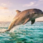 dolphin puns