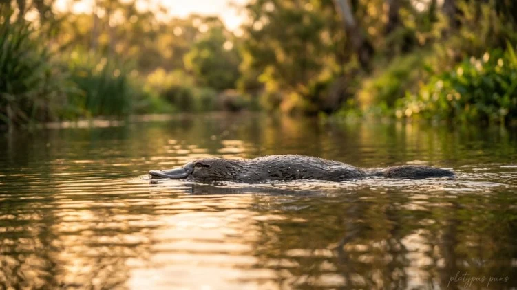 platypus puns