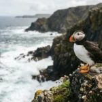 puffin puns