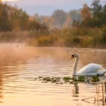 swan puns
