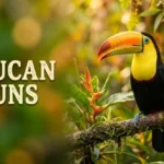 toucan puns